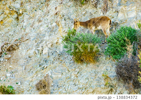 Wild mountain goat on rock in Spain Wild mountain goat on rock in Spain 138834372