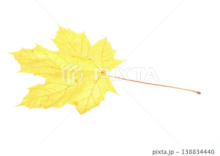 autumn maple leaf isolated autumn maple leaf isolated 138834440