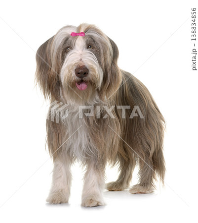 female bearded collie 138834856
