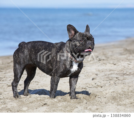 french bouledogue on the beach 138834860