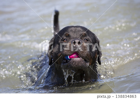 rottweiler in holidays rottweiler in holidays 138834863