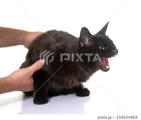 angry maine coon cat angry maine coon cat 138834868