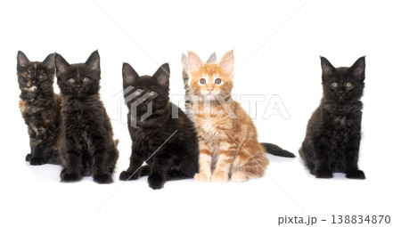 maine coon kitten maine coon kitten 138834870