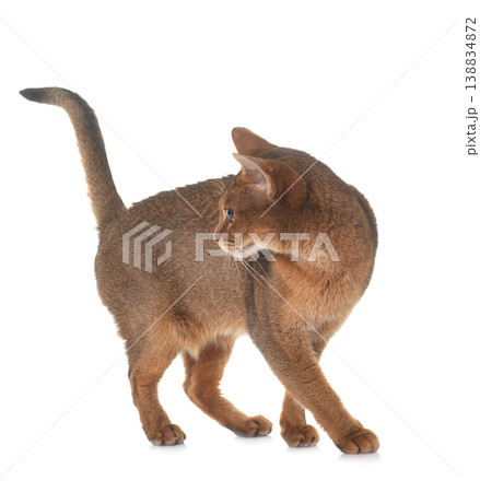 Abyssinian cat in studio Abyssinian cat in studio 138834872