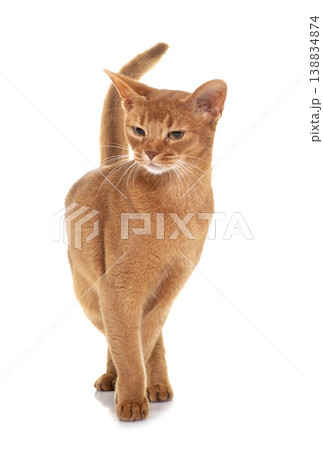 Abyssinian cat in studio Abyssinian cat in studio 138834874