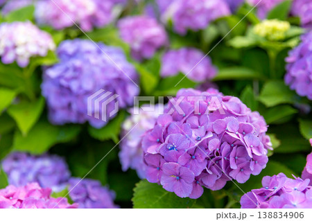 幾重にも重なる紫陽花の花々 幾重にも重なる紫陽花の花々 138834906