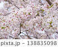 満開の桜の花 春の優しいボケ背景と自然の美しさ 138835098
