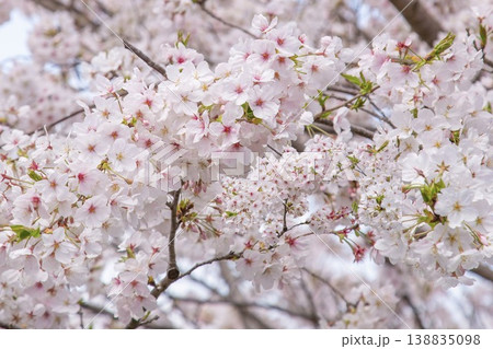 満開の桜の花 春の優しいボケ背景と自然の美しさ 138835098