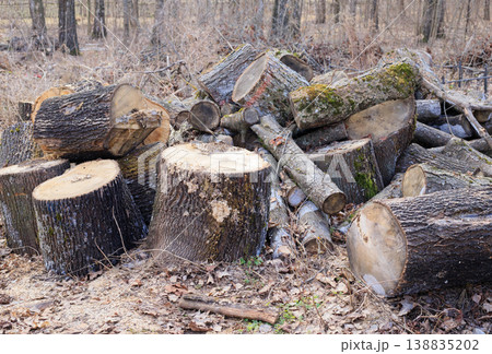 Close-up of sawn poplar logs piled on the ground. Stacked tree trunks showing wood texture after harvesting. Concept of forestry, deforestation Close-up of sawn poplar logs piled on the ground. Stacked tree trunks showing wood texture after harvesting. Concept of forestry, deforestation 138835202