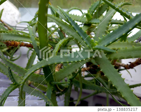 Aloe Plant With Flowers in a Pot on a Windowsill During Daytime in a Home 138835217