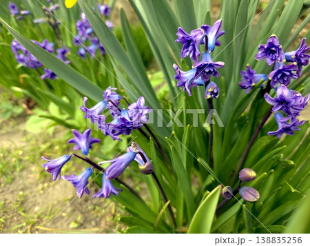 Purple Hyacinth Flowers Bloom in a Garden During Spring Season in a Sunny Environment Purple Hyacinth Flowers Bloom in a Garden During Spring Season in a Sunny Environment 138835256