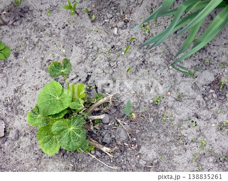 Young Mallow Plant Growing in Soil During Spring Season in a Garden Area Young Mallow Plant Growing in Soil During Spring Season in a Garden Area 138835261