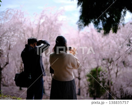 枝垂れ桜を楽しむ恋人達 138835757