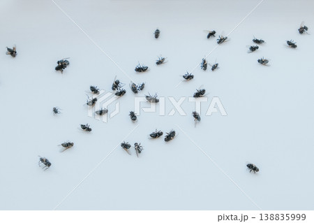 Cluster flies (Musca domestica): grass flies or attic flies on a windowsill, insecticide treatment Cluster flies (Musca domestica): grass flies or attic flies on a windowsill, insecticide treatment 138835999