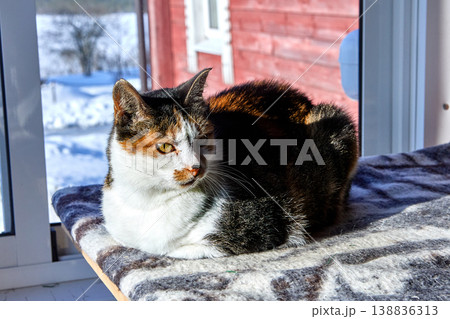 Calico cat sits on table covered with warm blanket on covered porch near window. 138836313