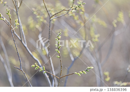 ネコヤナギ 138836396