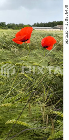 At the edge of a field overgrown with green ears of grain, bright red poppies bloom.  138836439