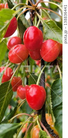 Ripe red cherries on a tree branch in a summer garden Ripe red cherries on a tree branch in a summer garden 138836441
