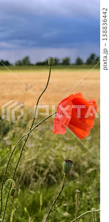 A red poppy standing alone at the edge of a field against a stormy sky A red poppy standing alone at the edge of a field against a stormy sky 138836442