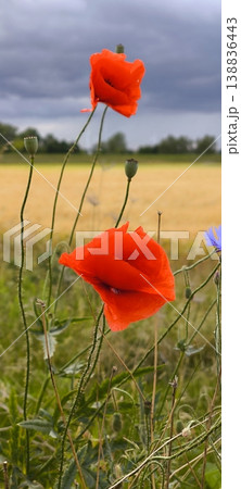 Red poppies against the backdrop of a golden field and stormy sky. Red poppies against the backdrop of a golden field and stormy sky. 138836443