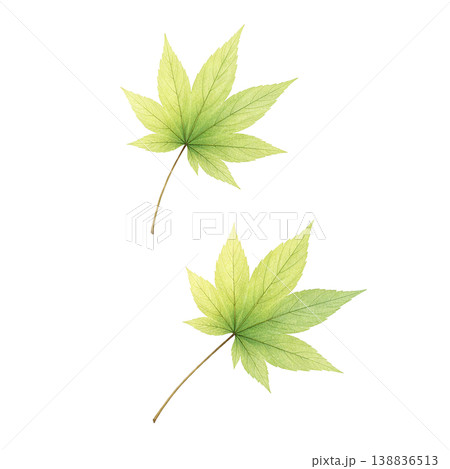 もみじの葉 水彩イラスト 新緑素材 138836513