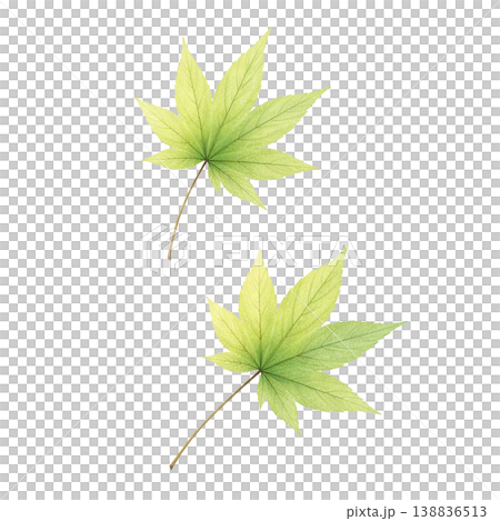 もみじの葉 水彩イラスト 新緑素材 138836513