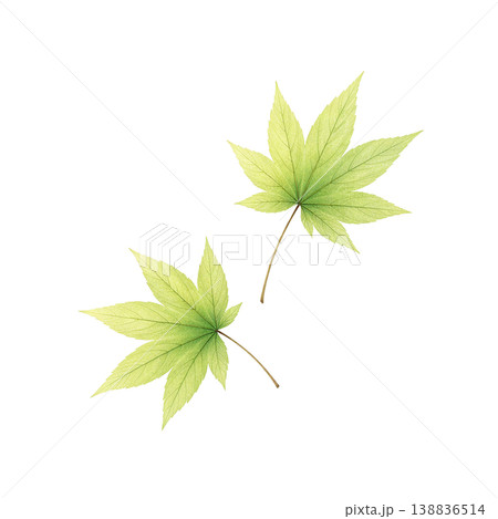 もみじの葉 水彩イラスト 新緑素材 138836514