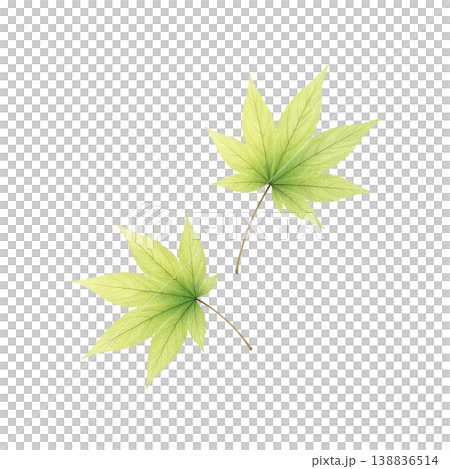 もみじの葉 水彩イラスト 新緑素材 138836514