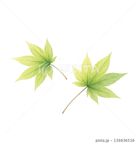 もみじの葉 水彩イラスト 新緑素材 138836516