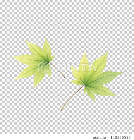 もみじの葉 水彩イラスト 新緑素材 138836516