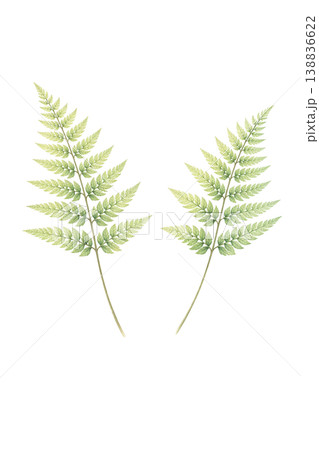 シダの葉 水彩イラスト 2つ素材 138836622