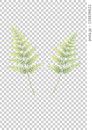 シダの葉 水彩イラスト 2つ素材 138836622