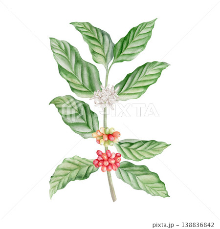 Watercolor coffee branch with white flowers and red cherries isolated illustration. Hand drawn coffee plant of arabica tree in botanical style for cafe menu, organic packaging and farm branding. 138836842