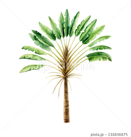 Ravenala madagascariensis tropical palm. Watercolor hand drawn Travelers tree, the symbol of Madagascar. Isolated illustration on transparent background. Perfect for tropical design projects. For 138836875