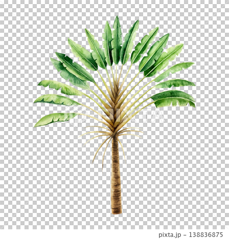 Ravenala madagascariensis tropical palm. Watercolor hand drawn Travelers tree, the symbol of Madagascar. Isolated illustration on transparent background. Perfect for tropical design projects. For 138836875