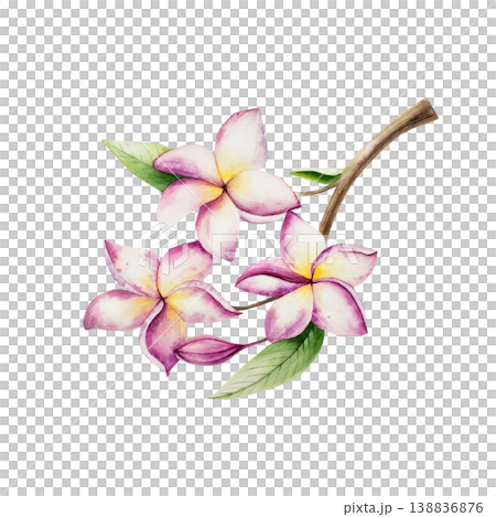 Realistic blooming frangipani flowers on on a branch. Watercolor hand drawn tropical plumeria plant. Isolated botanical illustration on transparent background. Perfect for tropical design projects 138836876