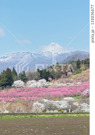 春の中之条ガーデンズ　花桃の丘の遠望 138836877