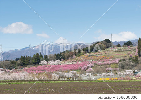 春の中之条ガーデンズ 花桃の丘の遠望 春の中之条ガーデンズ 花桃の丘の遠望 138836880