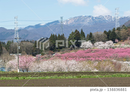 春の中之条ガーデンズ 花桃の丘の遠望 春の中之条ガーデンズ 花桃の丘の遠望 138836881