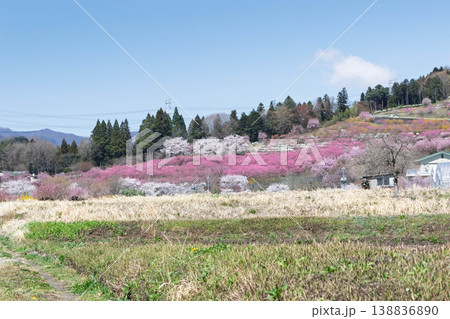 春の中之条ガーデンズ 花桃の丘の遠望 春の中之条ガーデンズ 花桃の丘の遠望 138836890