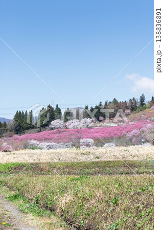 春の中之条ガーデンズ 花桃の丘の遠望 春の中之条ガーデンズ 花桃の丘の遠望 138836891