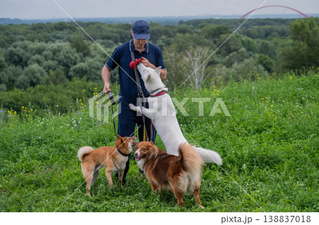 A Caucasian man walks with three dogs. Dog walker. 138837018