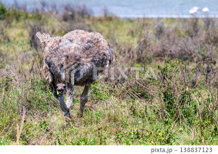 Ostriches in the Ngorogoro Crater 138837123
