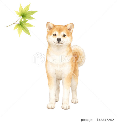 柴犬ともみじ 水彩イラスト 新緑素材 138837202