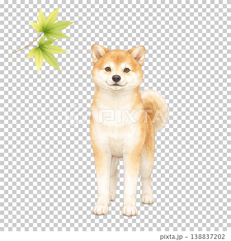 柴犬ともみじ 水彩イラスト 新緑素材 138837202
