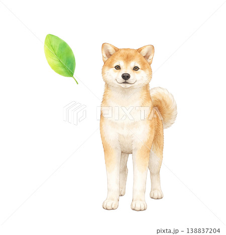 柴犬と葉 水彩イラスト ナチュラル素材 138837204