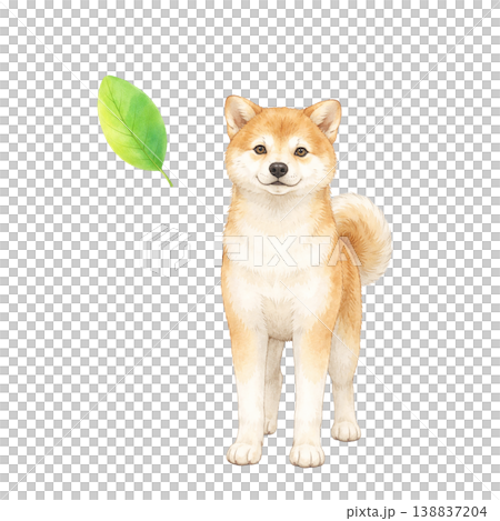 柴犬と葉 水彩イラスト ナチュラル素材 138837204