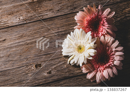 Colorful Gerbera Daisies on Rustic Wood Background. Gerbera Flowers on Wooden Surface. Colorful Gerbera Daisies on Rustic Wood Background. Gerbera Flowers on Wooden Surface. 138837267