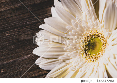 Colorful Gerbera Daisies on Rustic Wood Background. Gerbera Flowers on Wooden Surface. 138837268
