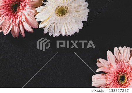 Gerbera Flowers onGranite Surface. Fresh Gerbera Flowers on Granite Table Top View. Gerbera Flowers onGranite Surface. Fresh Gerbera Flowers on Granite Table Top View. 138837287